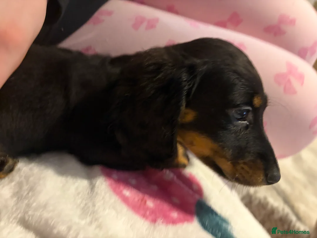 Dachshund dogs for sale: Dachshund puppies  in Sandbach - Advert 13