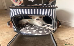 Chihuahua dogs for stud: Teacup Chihuahua for stud - Image 3