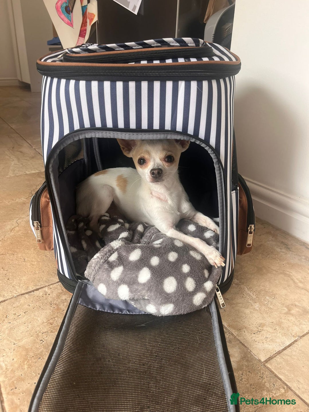 Chihuahua dogs for stud: Teacup Chihuahua for stud - Image 3