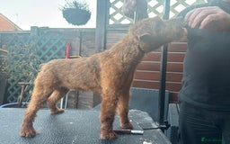 Lakeland Terrier dogs for sale: Red Lakeland Terrier Bitch - Image 5