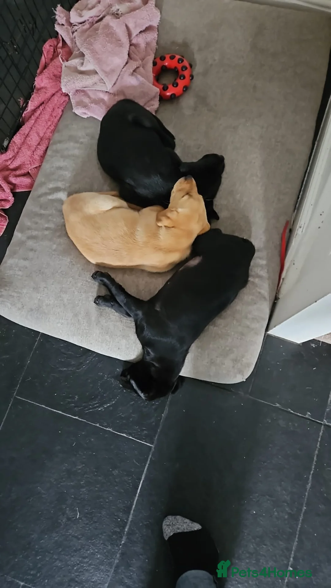 Labrador Retriever dogs for stud: PROVEN LABRADOR FOR STUD PROVEN  in Wolverhampton - Advert 8