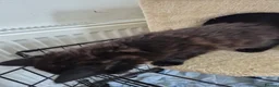 Domestic Shorthair cats for sale: 3 gorgeous kittens in Rochford - Advert 11