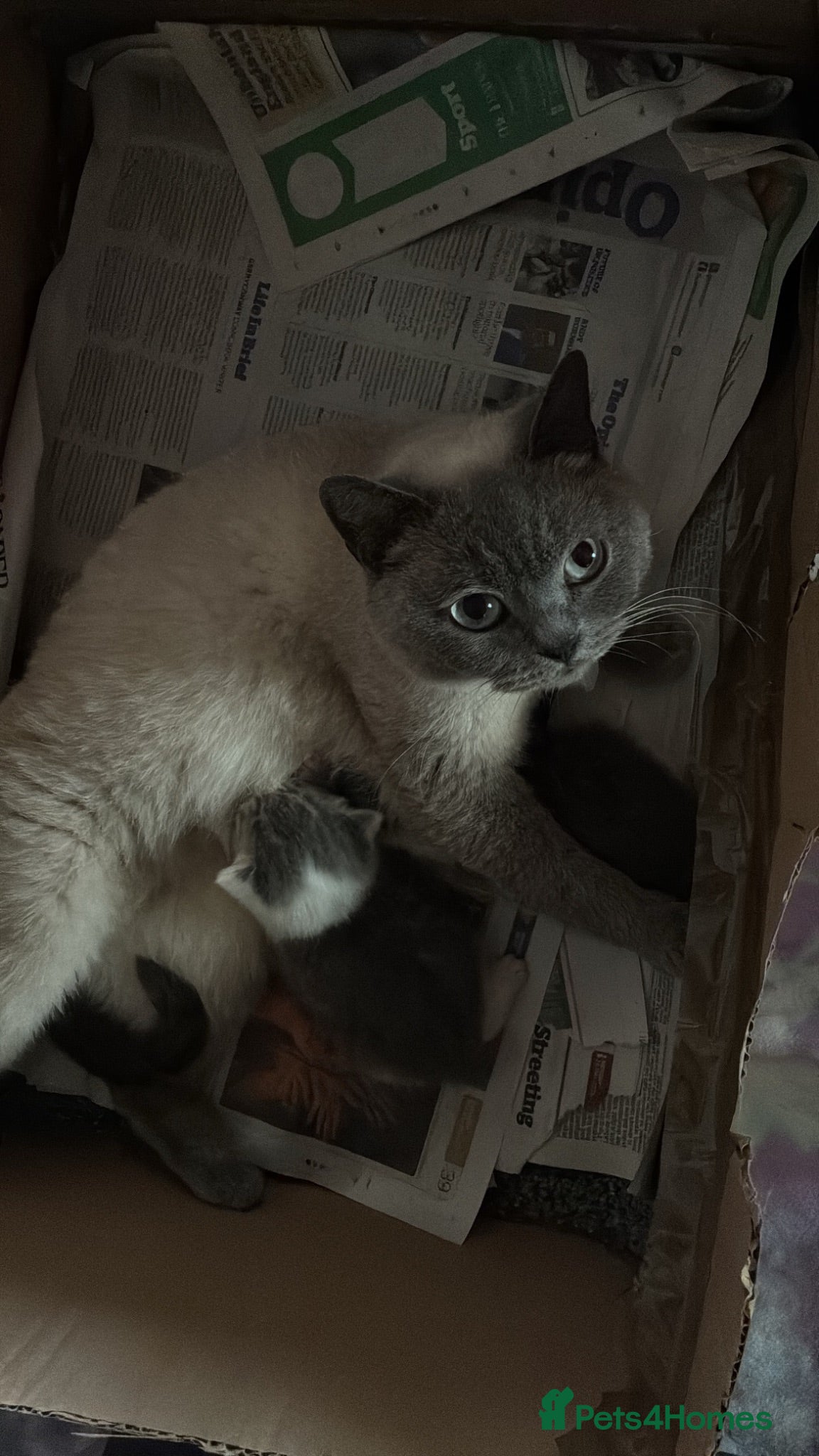 British Shorthair cats 2 Male british short hair kittens  - Advert 5