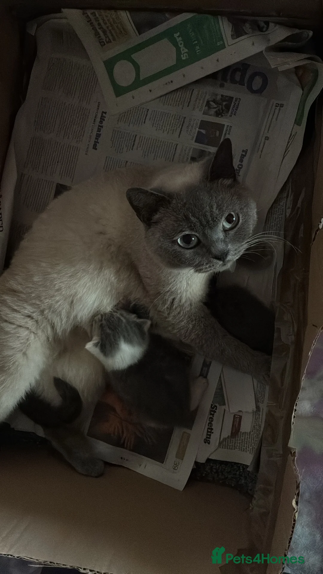 British Shorthair cats for sale: 2 Male british short hair kittens  - Advert 1