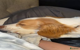Sprocker dogs for sale: Beautiful cocker spaniel girl Lily  - Image 2