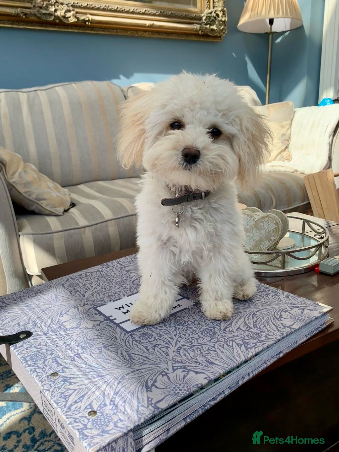 Cavapoo dogs for sale:  F1 poochons health tested parents 🐶 - Advert 14