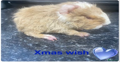 Guinea Pig rodents - Advert 8