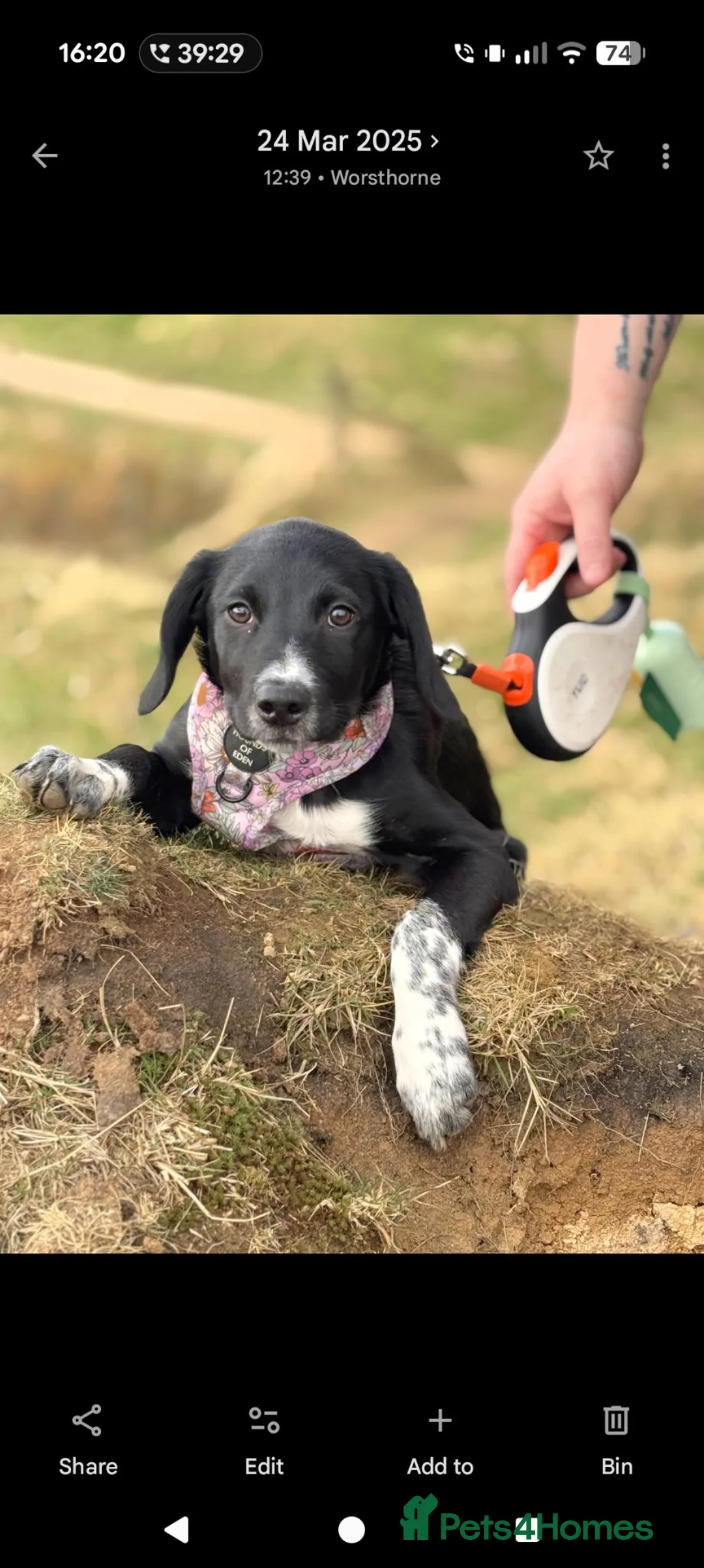 Sprollie dogs for sale: Betsy. - Advert 5