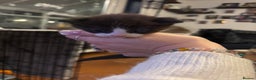 Domestic Shorthair cats for sale: 4 Tuxedo Kittens - Advert 6