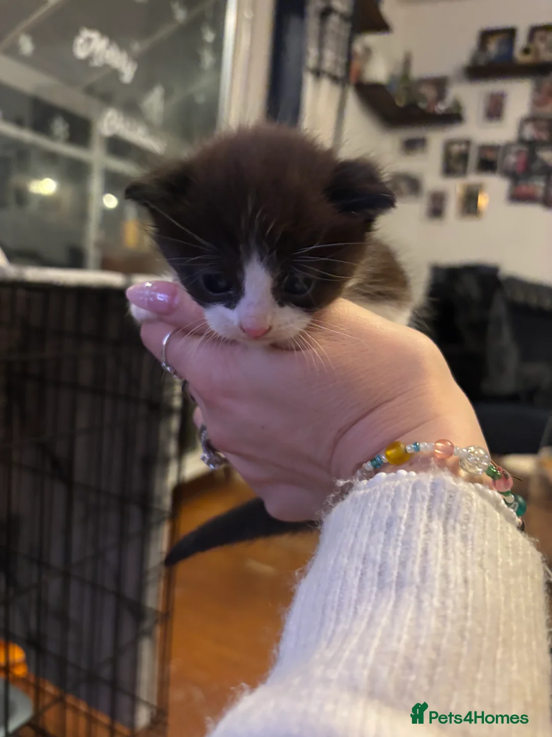 Domestic Shorthair cats for sale: 4 Tuxedo Kittens - Advert 6