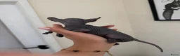 Sphynx cats for sale: Gorgeous elf kittens for sale  in Colchester - Advert 8