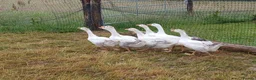 Geese poultry for sale: Embden x toulouse goslings - Advert 3