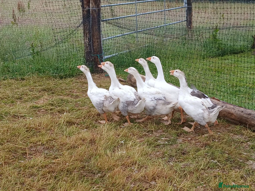 Geese poultry for sale: Embden x toulouse goslings - Advert 3
