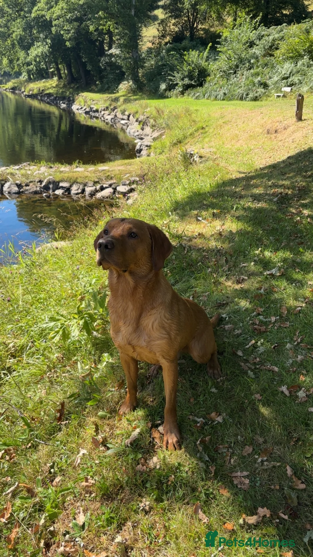 Labrador Retriever dogs for sale: Gamekeeper KC Labradors  - Advert 4