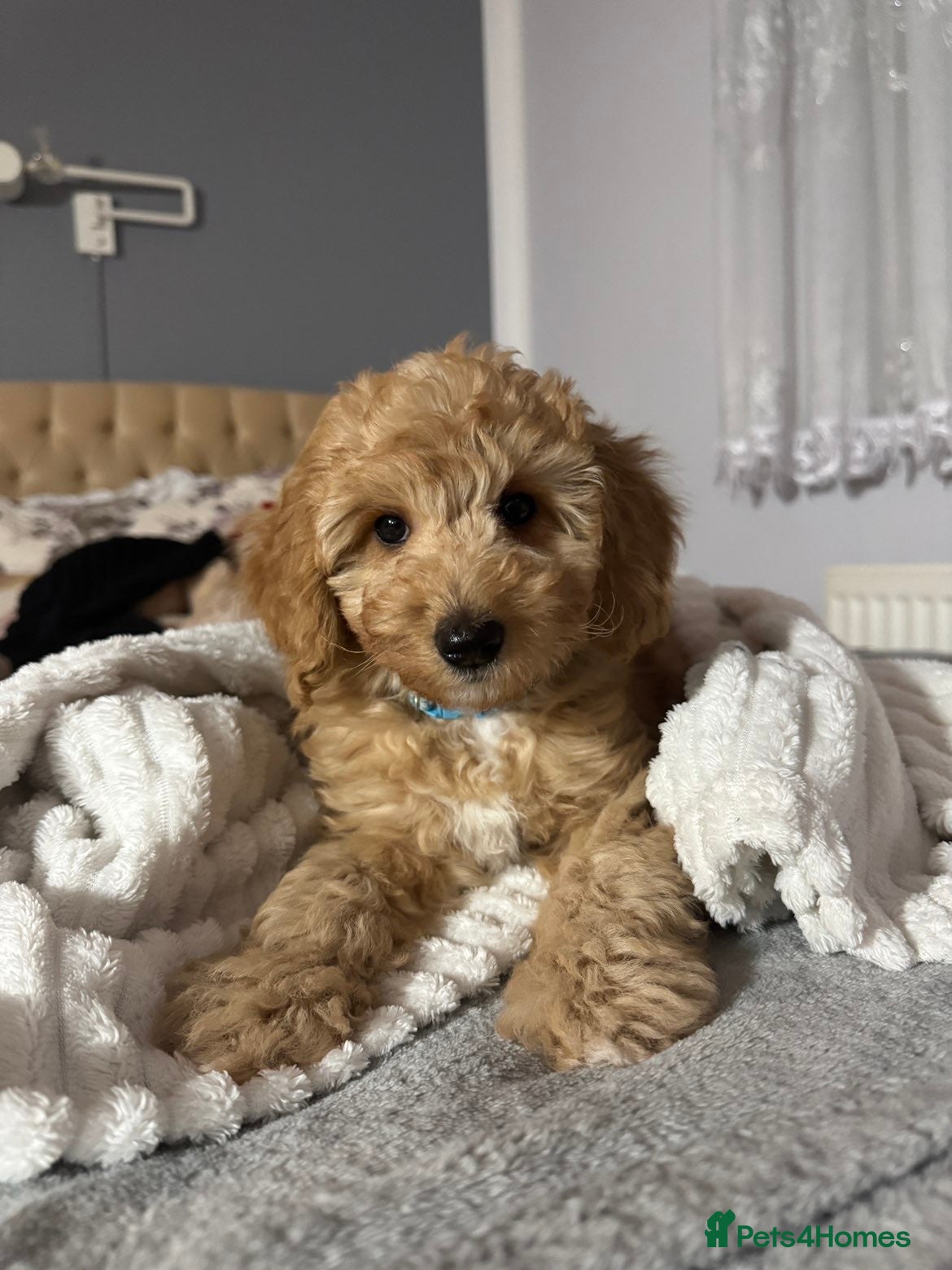 Australian Labradoodle dogs 🐶READY TO GO LAST 3 AVAILABLE🐶 - Advert 6