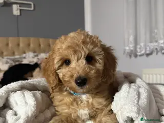 Australian Labradoodle dogs 🐶READY TO GO LAST 3 AVAILABLE🐶 - Advert 2