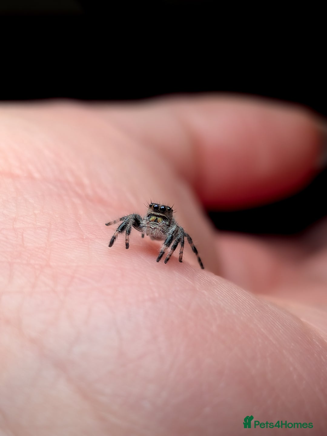 Spiders invertebrates for sale: i6 Phidippus Regius Bahamas female (random picked) - Image 2