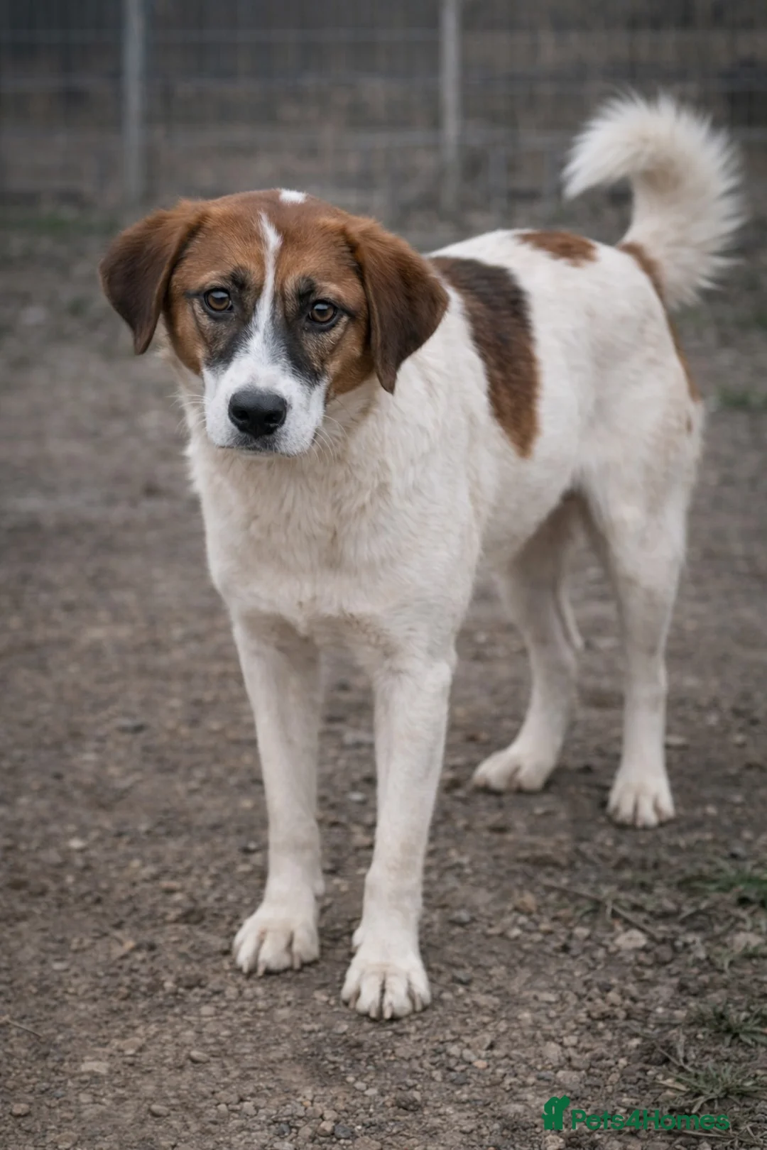 Mixed Breed dogs for adoption: Bonded Trio Seeking Sanctuary 🐾 - Advert 6