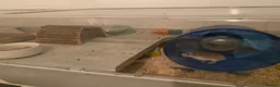 Hamster rodents for sale: Roboroski hamster - Advert 3