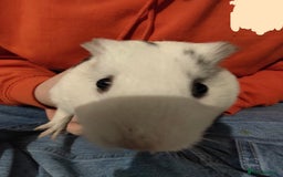 Guinea Pig rodents for sale: two female Guinea pigs need rehoming ASAP - Image 3