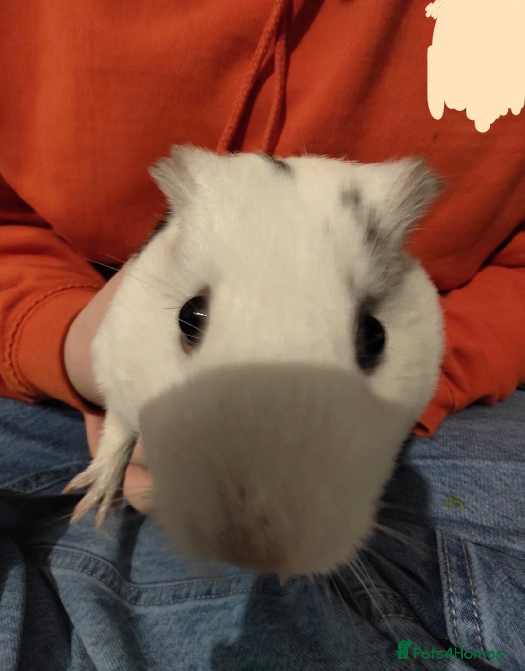 Guinea Pig rodents for sale: two female Guinea pigs need rehoming ASAP - Image 3