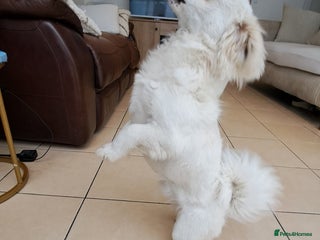 Bichon Frise dogs - Advert 18