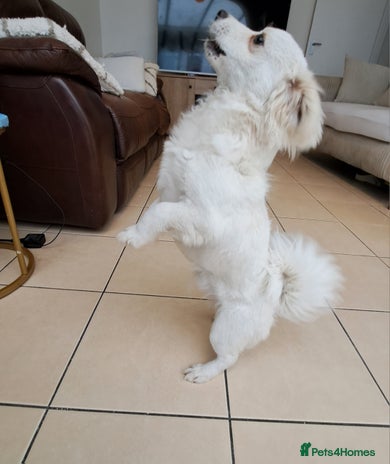 Bichon Frise dogs - Advert 1