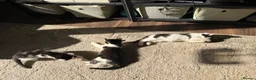 Mixed Breed cats for sale: Black and white male kittens  - Advert 4