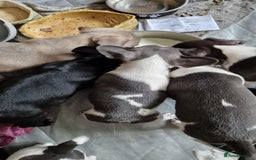 Mixed Breed dogs for sale: Fantastic 3/4 French bulldog and a 1/4 jack puppy - Image 1