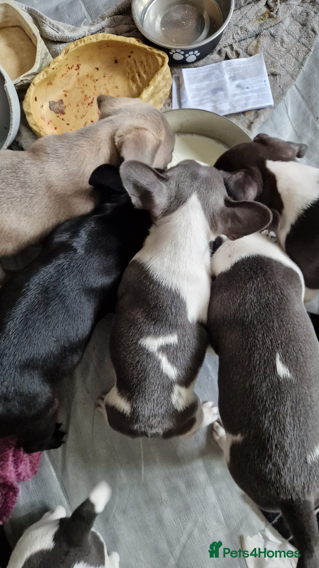 Mixed Breed dogs for sale: Fantastic 3/4 French bulldog and a 1/4 jack puppy - Image 1