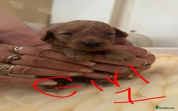 Toy Poodle dogs for sale: Toy poodles for sale  - Image 12