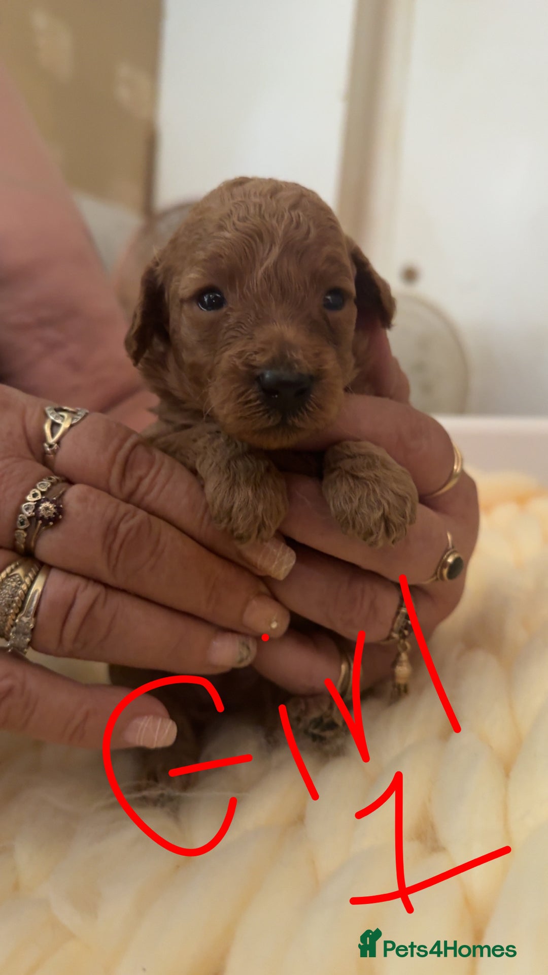 Toy Poodle dogs for sale: Toy poodles for sale  - Image 12