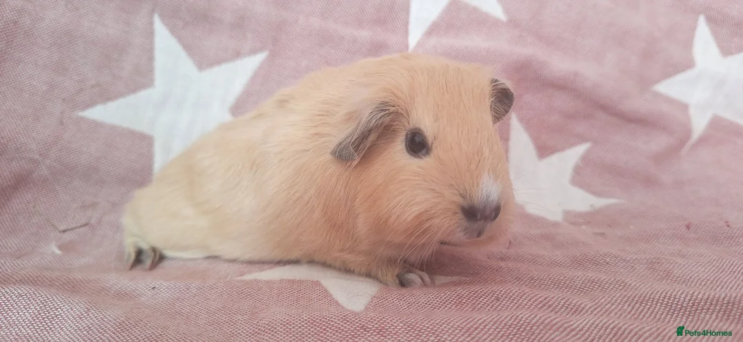 Guinea Pig rodents for sale: MEADOW SIDE CAVIES HEREFORDSHIRE  - Advert 2