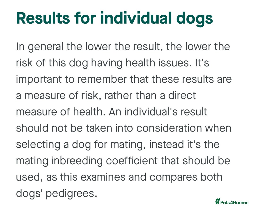 German Shorthaired Pointer dogs for sale: German shorthaired pointer pups - Advert 25