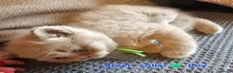 British Shorthair cats for sale: British short hairs / long hair  - Advert 13