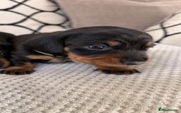 Miniature Dachshund dogs for sale: Beautiful Pedigree Miniature Dachshund Puppies - Image 10