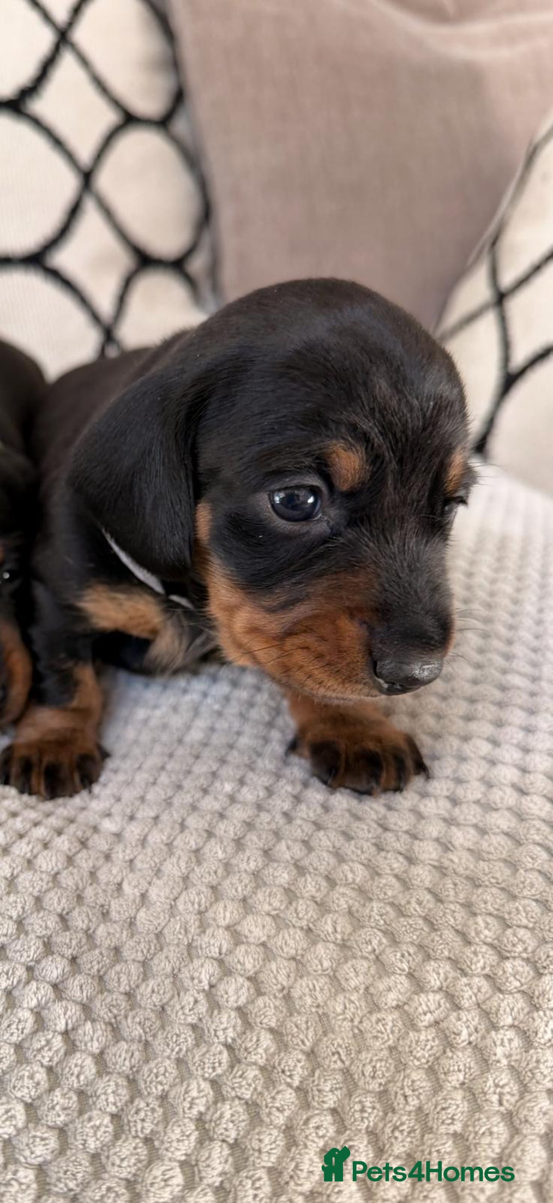 Miniature Dachshund dogs for sale: Beautiful Pedigree Miniature Dachshund Puppies - Image 10