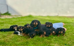 Cavalier King Charles Spaniel dogs for sale: Gorgeous Black Tan and Tri Cavalier Puppies - Image 17