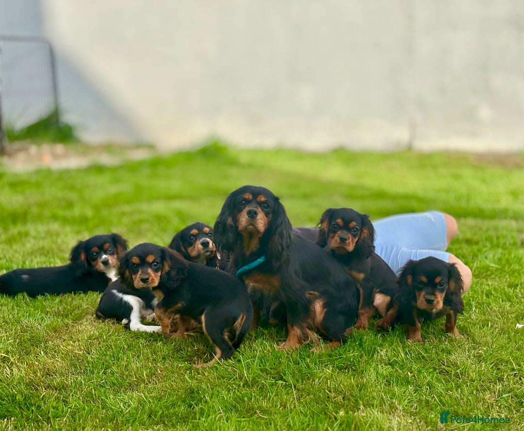 Cavalier King Charles Spaniel dogs for sale: Gorgeous Black Tan and Tri Cavalier Puppies - Image 17