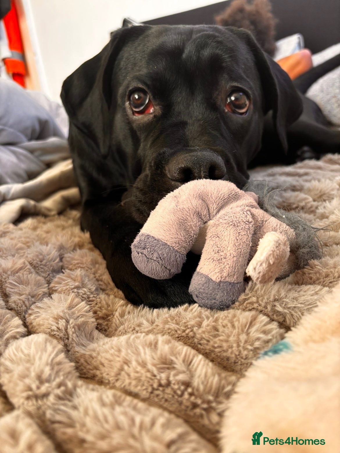 Cane Corso dogs Beautiful Female Cane Corso – Athena ❤️ - Advert 4