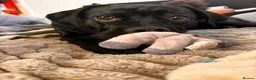 Cane Corso dogs for sale: Beautiful Female Cane Corso – Athena ❤️ in Blackpool - Advert 1