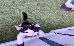Mixed Breed cats for sale: Ragdoll x breed - Image 12