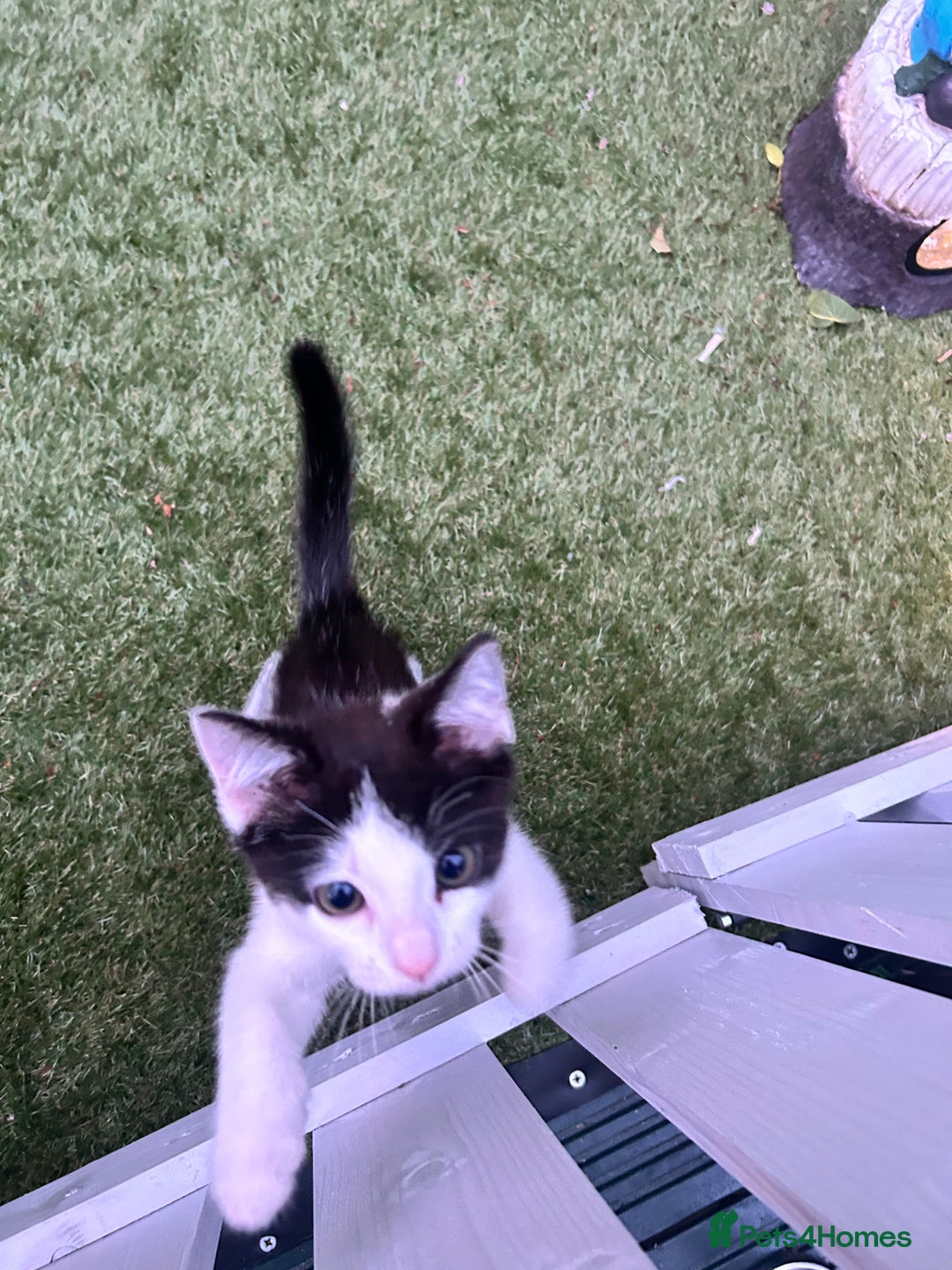 Mixed Breed cats for sale: Ragdoll x breed - Image 12