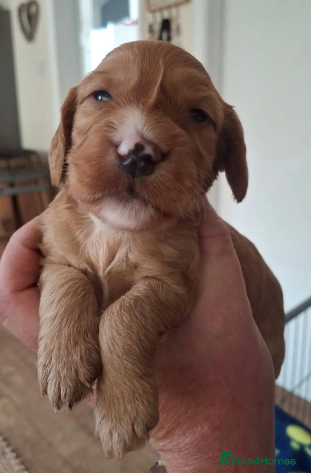 Cockapoo dogs for sale: F1b Cockapoo puppies - Advert 33