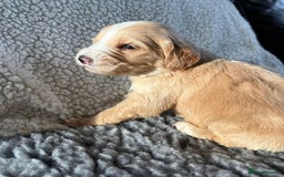 Mixed Breed dogs for sale: Bernedoodle - Image 6