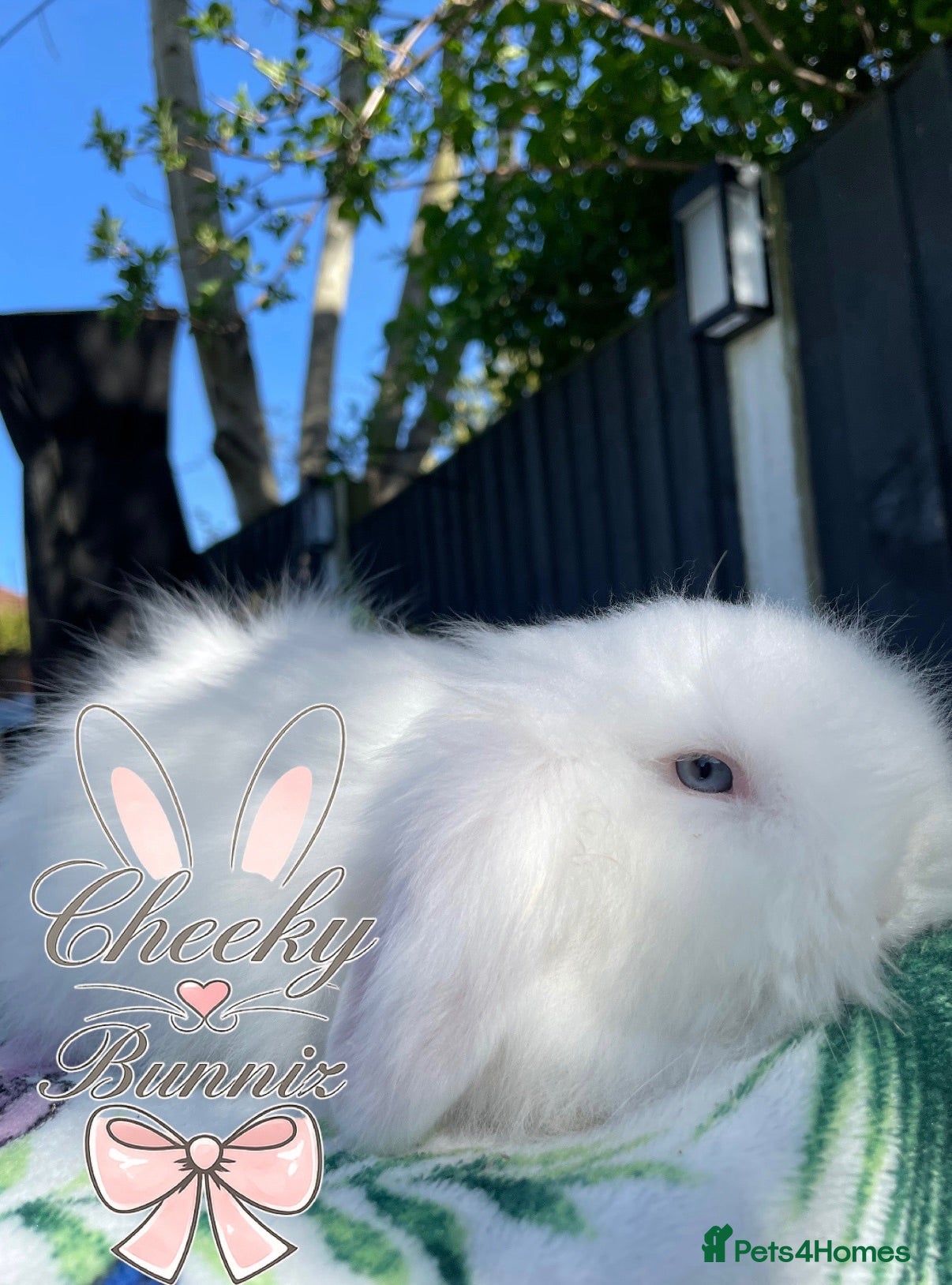 Mini Lion Lop rabbits Stunning Blue Eyed TeddyWidder Babies  - Advert 21