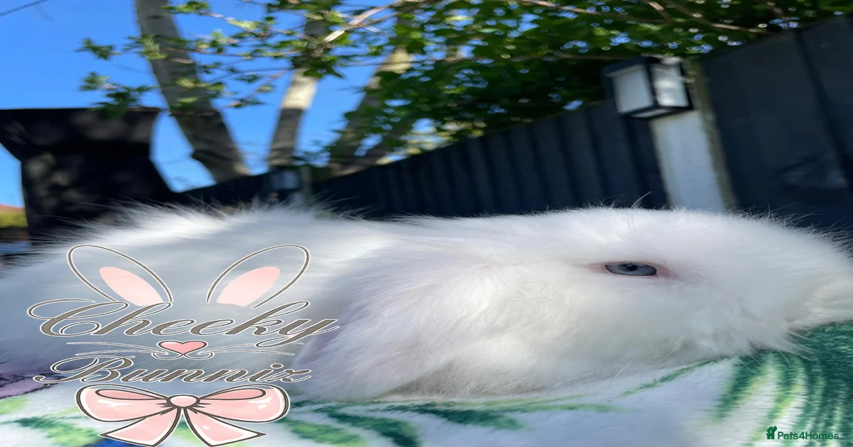 Mini Lion Lop Rabbits for Sale for sale | Pets4Homes