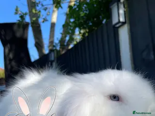 Mini Lion Lop rabbits Stunning TeddyWidder Girl - Advert 1