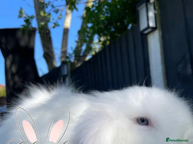 Mini Lion Lop rabbits Stunning TeddyWidder Girl - Advert 6