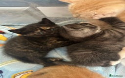 Mixed Breed cats for sale: British Shorthair X Kitten - Image 3